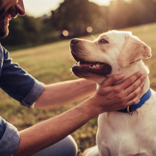 Choosing Between Pet Cremation and Pet Composting