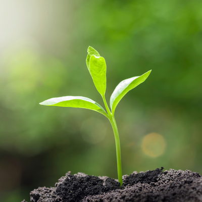 Pet Cremation vs. Natural Organic Reduction – Understanding Your Choices